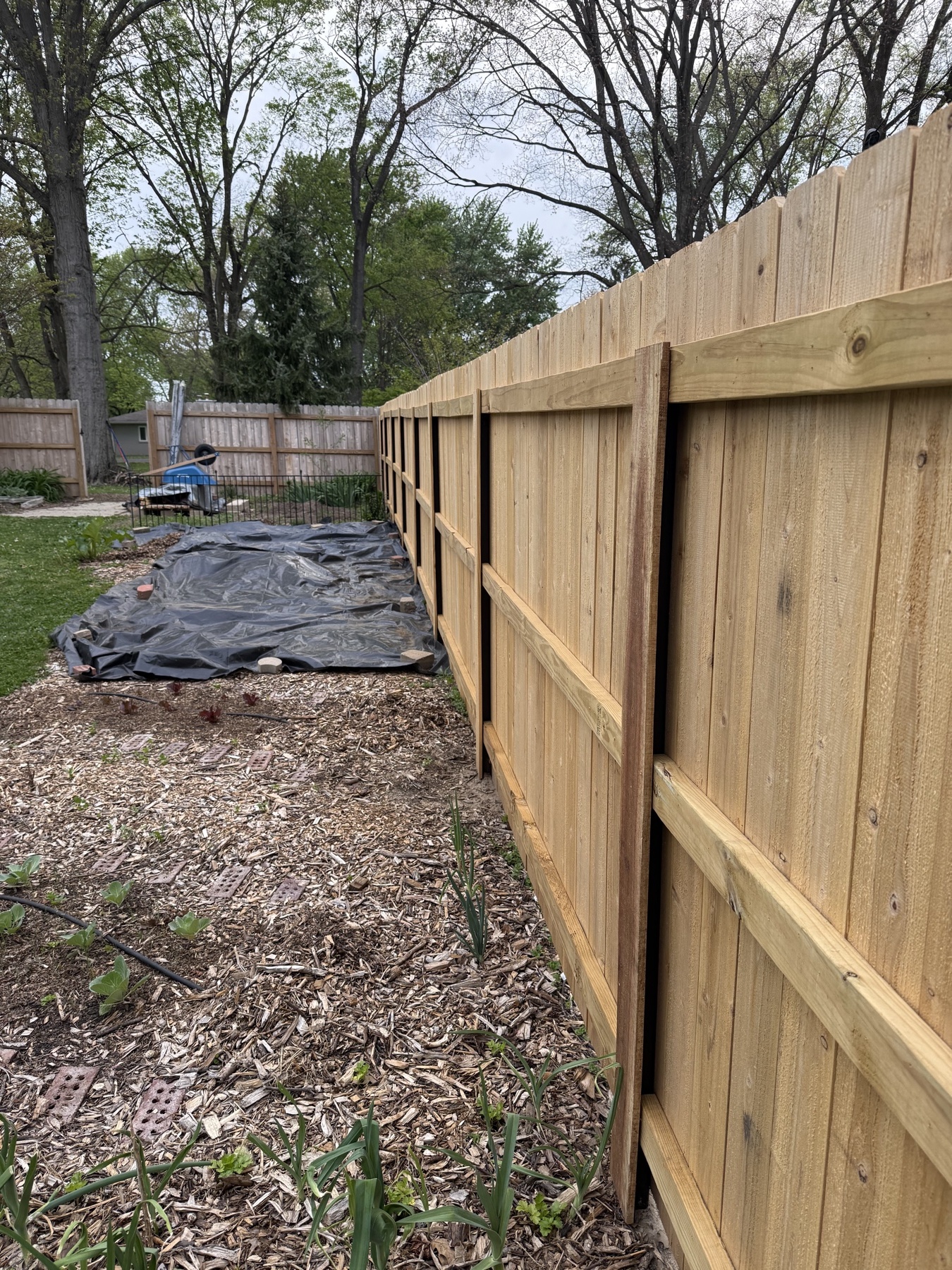 After — new cedar fence